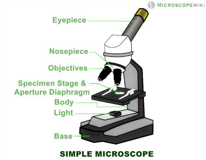 simple microscope parts labelling