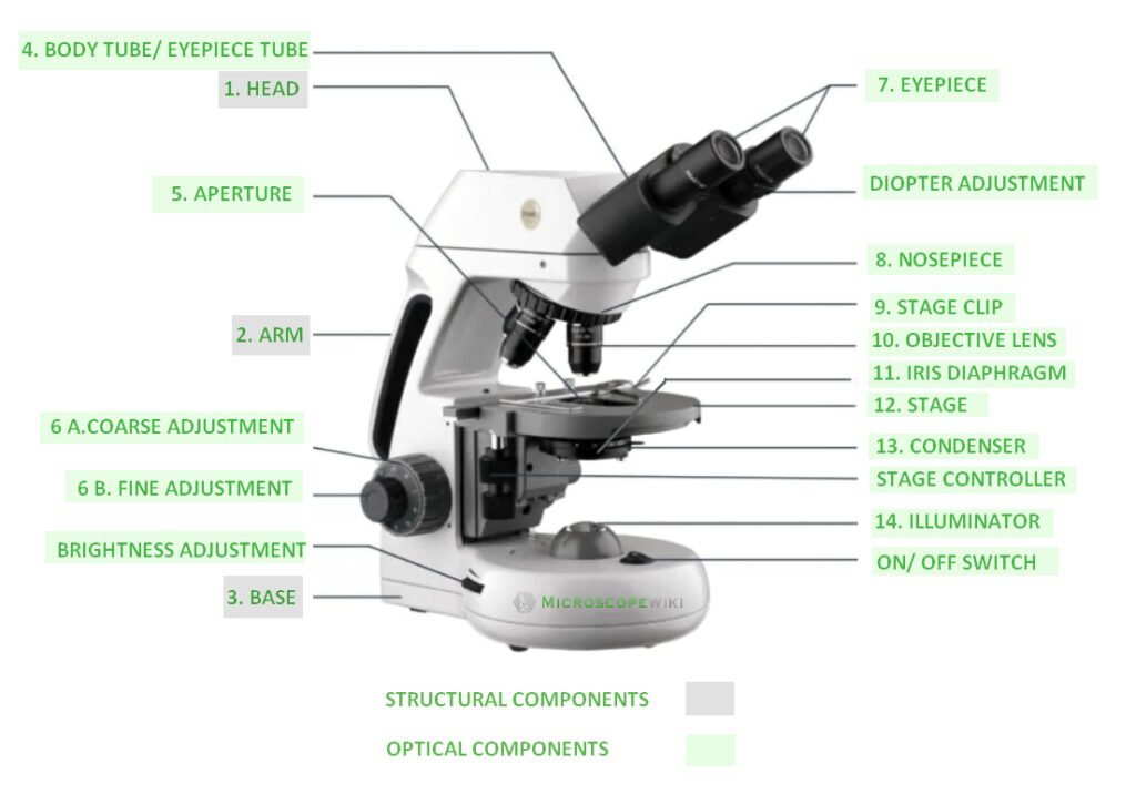 compound microscope parts labelling