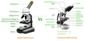 difference between simple and compound microscope parts labelled