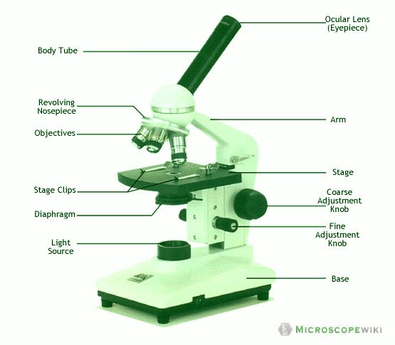 compound microscope line diagram