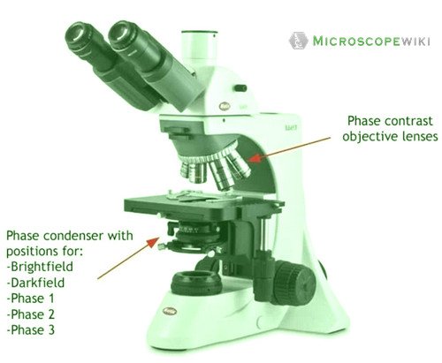 phase-contrast microscope labelled diagram