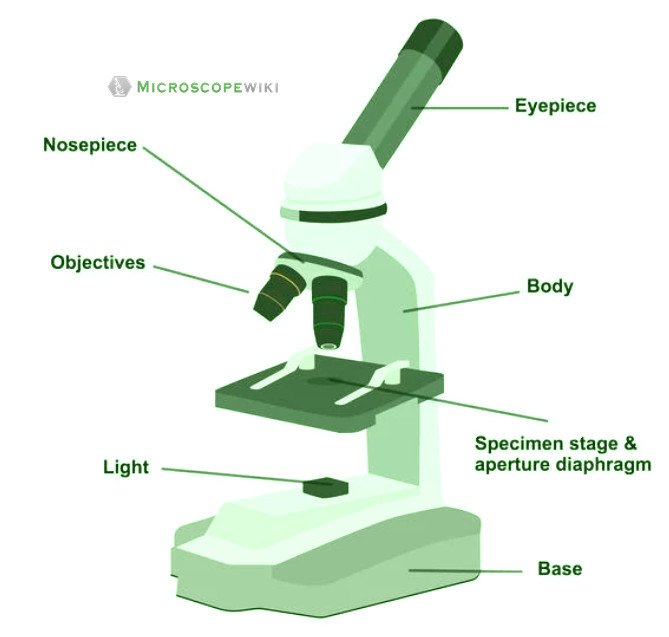 simple microscope line diagram