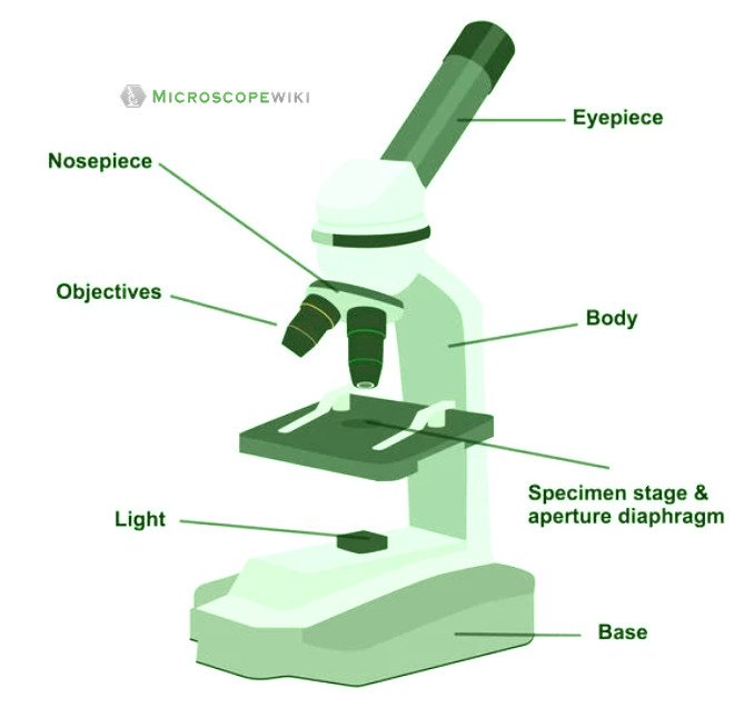 microscope diagram and functions