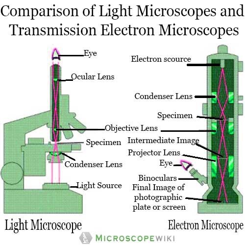 Comparison of Light microscope and Transmission electron microscope image diagram