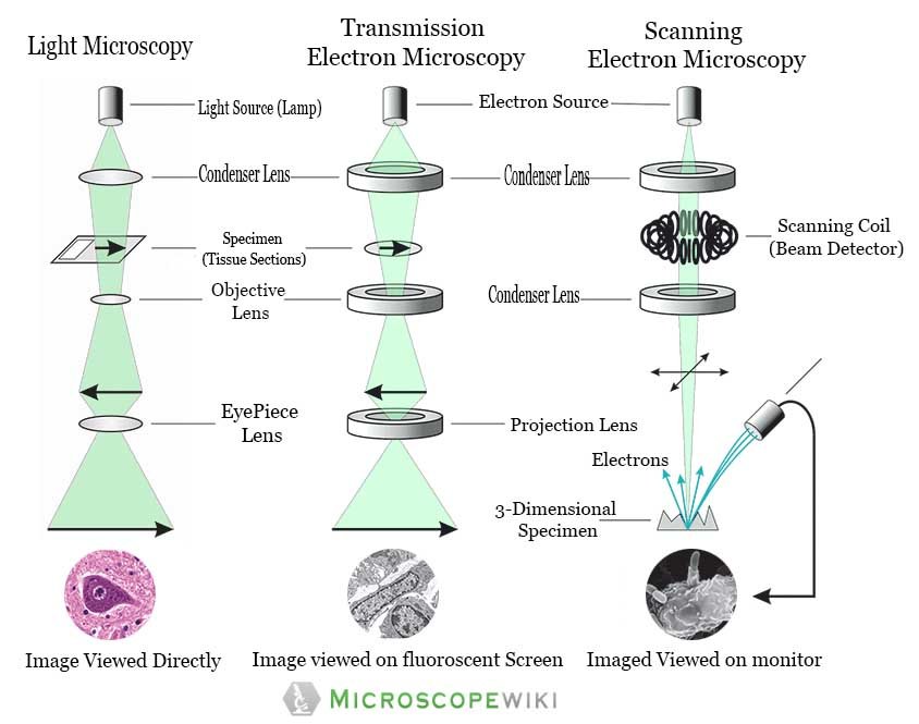 Difference Between Light Microscopes And Electron Americanwarmoms