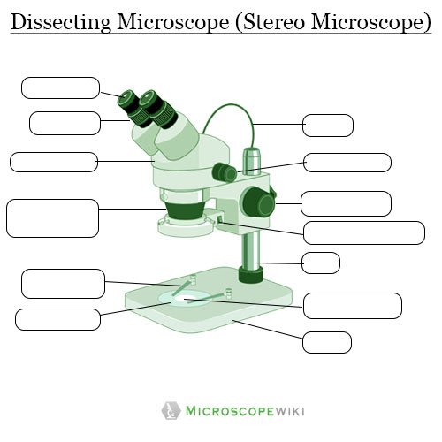 Dissecting microscope (Stereoscopic or stereo microscope) Parts