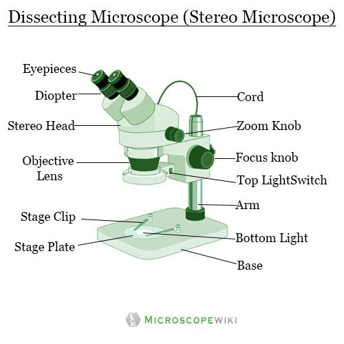 Dissecting microscope (Stereoscopic or stereo microscope) Parts ...