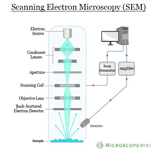 Scanning-Electron-Microscopy-SEM diagram
