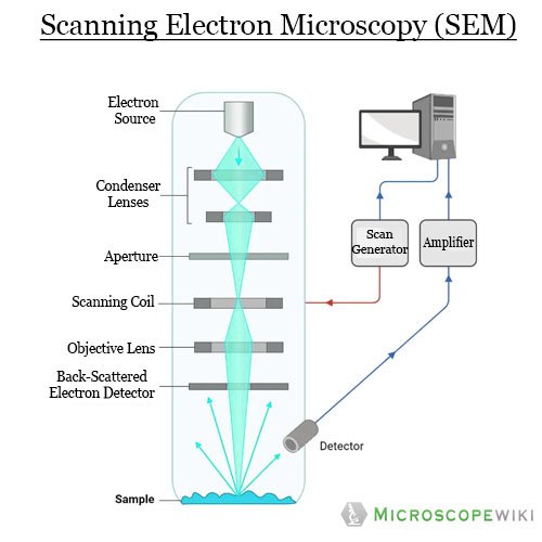 electron microscope diagram labeled