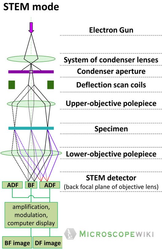 Scanning Transmission Electron Microscope (STEM) image diagram