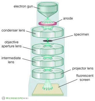 Transmission Electron Microscope (TEM) image diagram