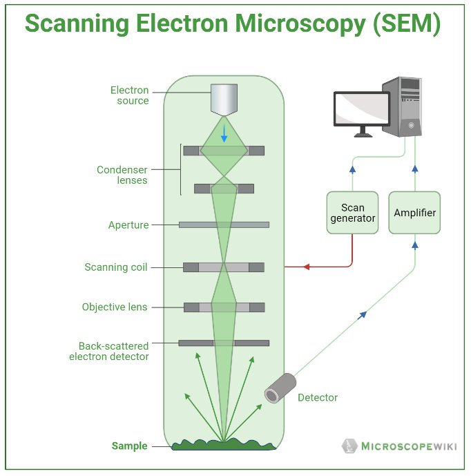 working principle of Scanning Electron Microscope (SEM) diagram and image representation 