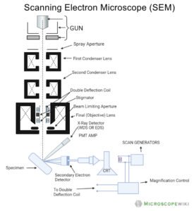 Scanning Electron Microscope (SEM) - Diagram, Working Principle ...