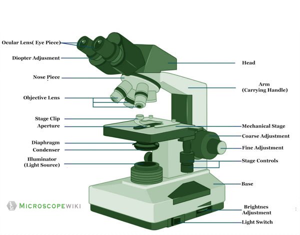 Bright-field Microscope