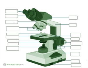 Bright-field Microscope (Compound Light Microscope) - Diagram (Parts ...