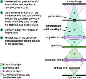 Bright-field Microscope (Compound Light Microscope) - Diagram (Parts ...