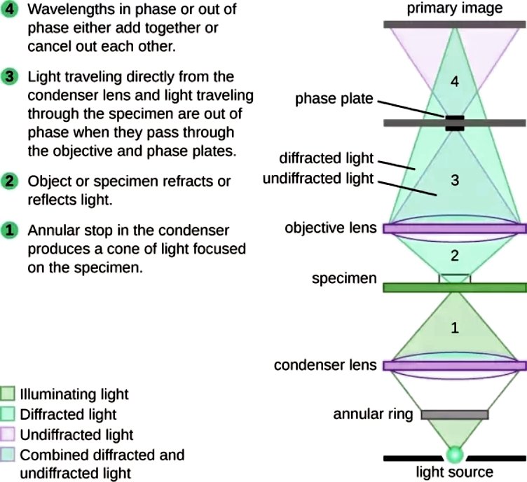 Brightfield microscope light microscope) Diagram (Parts