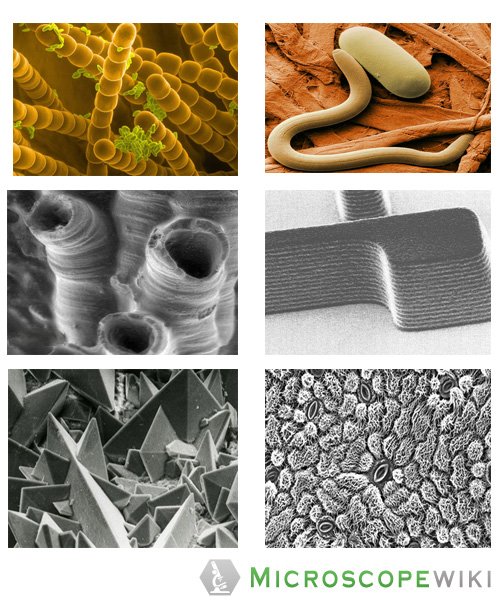 collage images of the organelles under the scanning electron microscope - magnification 