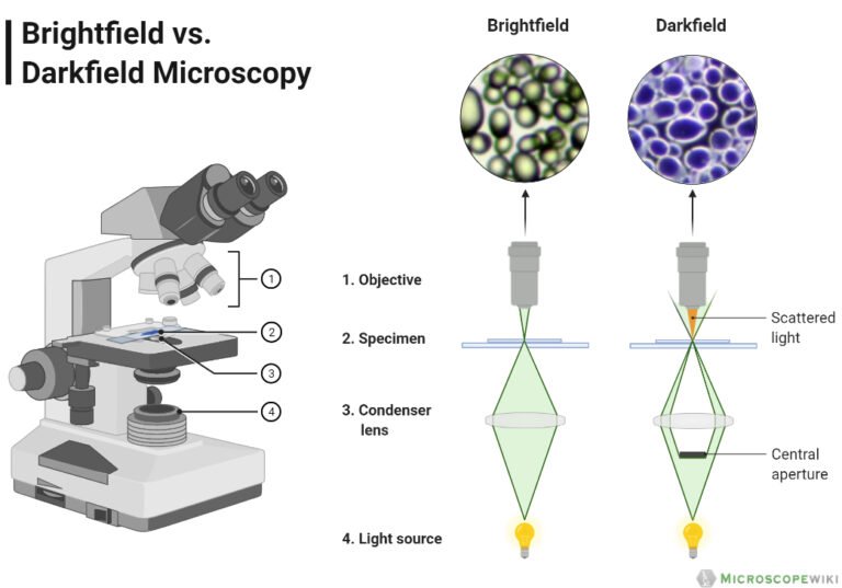 Difference Between Brightfield and Darkfield Microscope