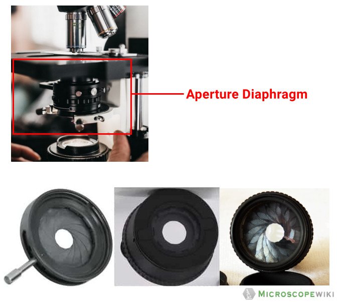 Diaphragm or Aperture Diaphragm of the simple miccroscope image