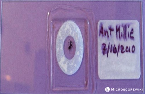 Permanent Microscope Slide with ant