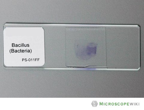 Prepared Microscope Slides image