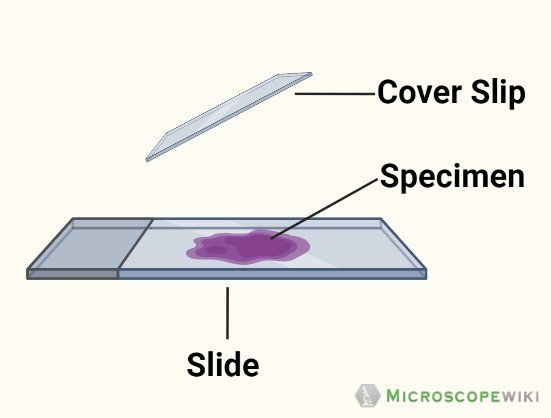 Microscope Slides