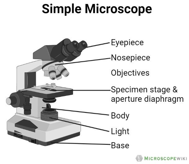 simple microscope labelled diagram